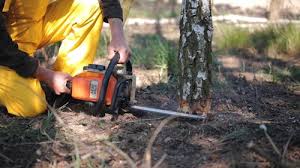 Professional Tree Services in Andrews Af, MD